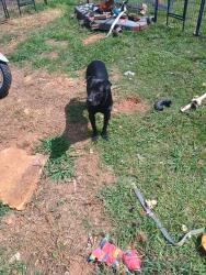 Lost Male Dog last seen Parr st,highland avenue ,Harris Henrietta Rd , Henrietta, NC 28024