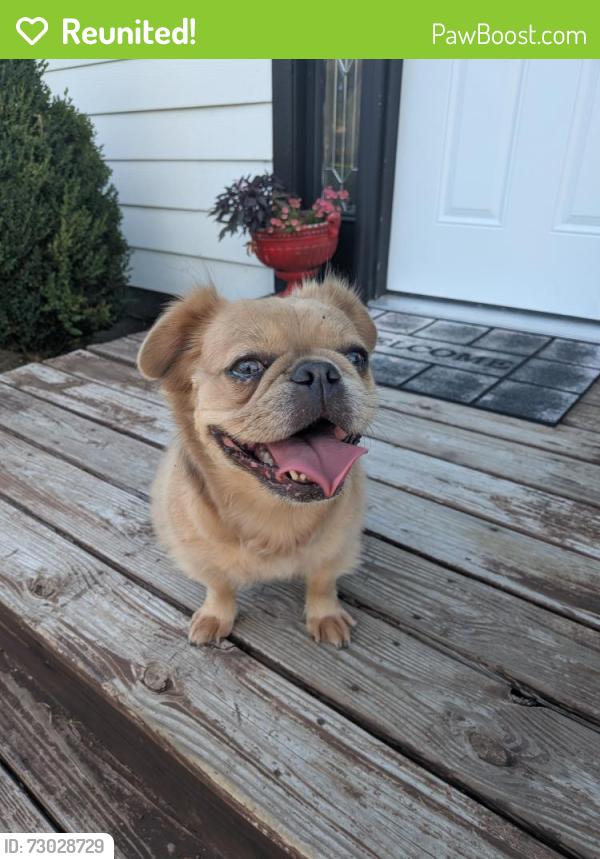 Reunited Female Dog last seen Wolf Ave. Englewood Ohio, Englewood, OH 45322