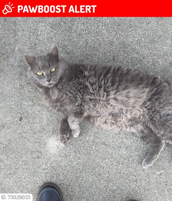 Lost Unknown Cat last seen Arrow and grove  , Rancho Cucamonga, CA 91730