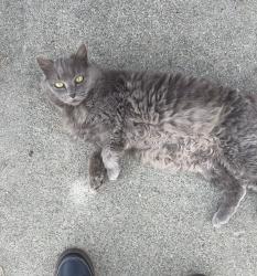 Lost Unknown Cat last seen Arrow and grove  , Rancho Cucamonga, CA 91730