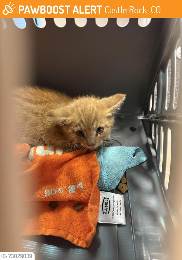 Found/Stray Unknown Cat last seen He is now in the Castle Rock humane society, Castle Rock, CO 80109