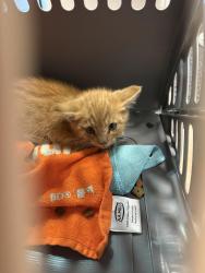 Found/Stray Unknown Cat last seen He is now in the Castle Rock humane society, Castle Rock, CO 80109