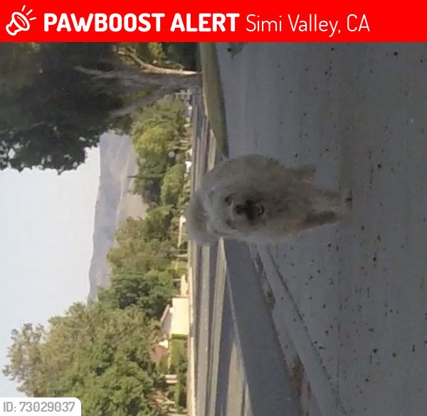 Lost Male Dog last seen Avenida simi sequoia , Simi Valley, CA 93063