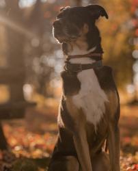 Lost Female Dog last seen Rue Gregoire and Godeffroy, Laval, QC H7P 2V2
