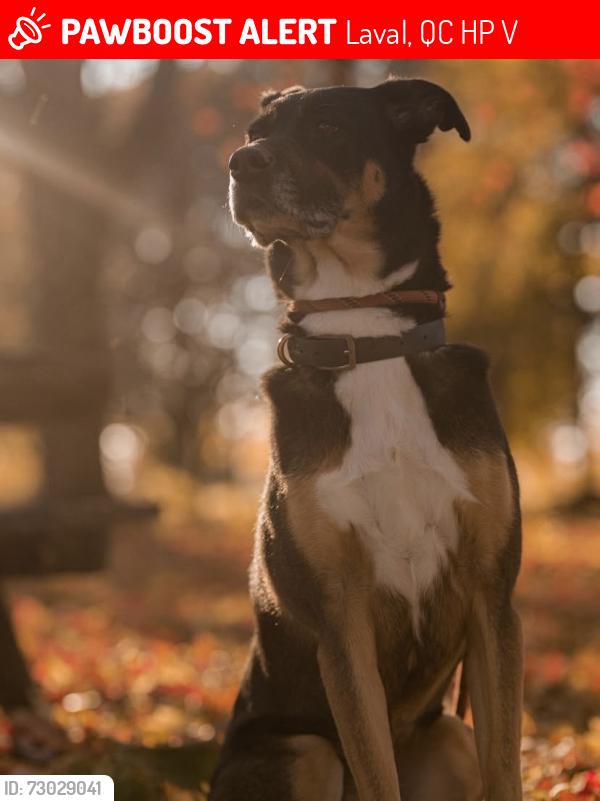 Lost Female Dog last seen Rue Gregoire and Godeffroy, Laval, QC H7P 2V2