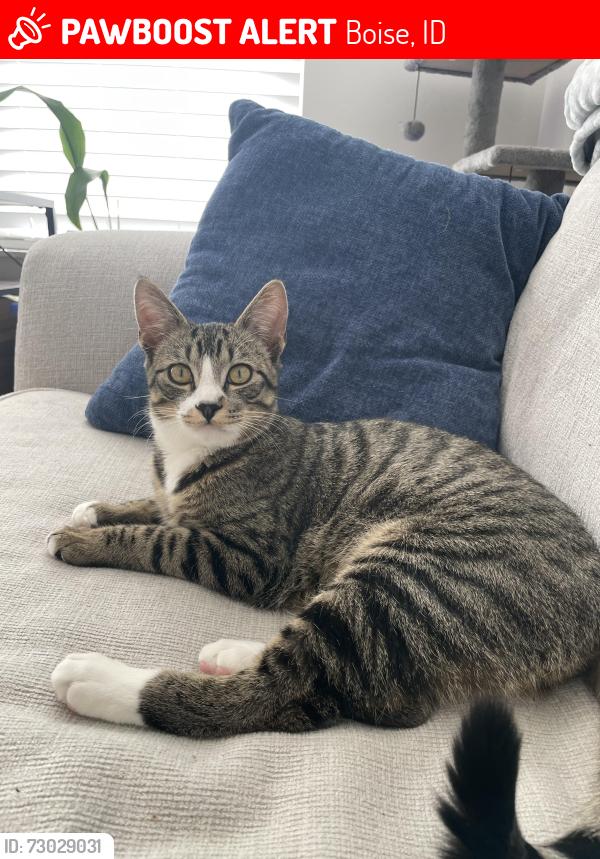 Lost Male Cat last seen Alante s, Boise, ID 83709