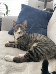 Lost Male Cat last seen Alante s, Boise, ID 83709