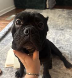 Lost Male Dog last seen neighborhood, Dalton, GA 30721