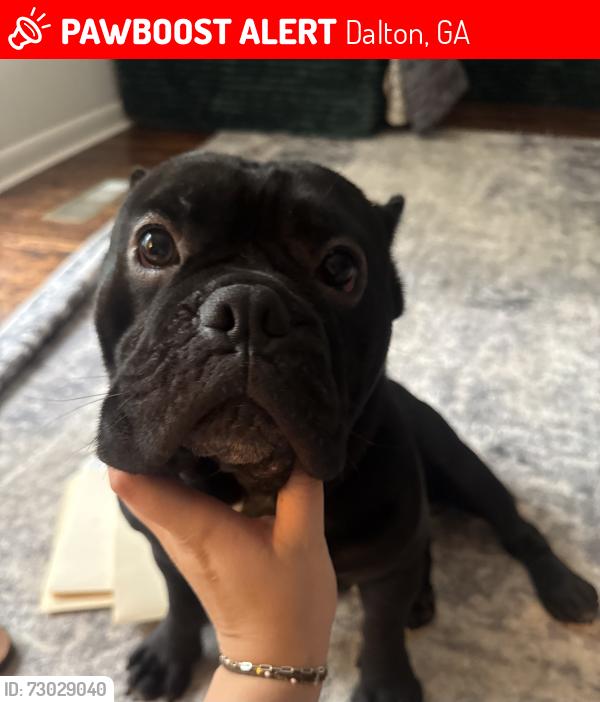 Lost Male Dog last seen neighborhood, Dalton, GA 30721
