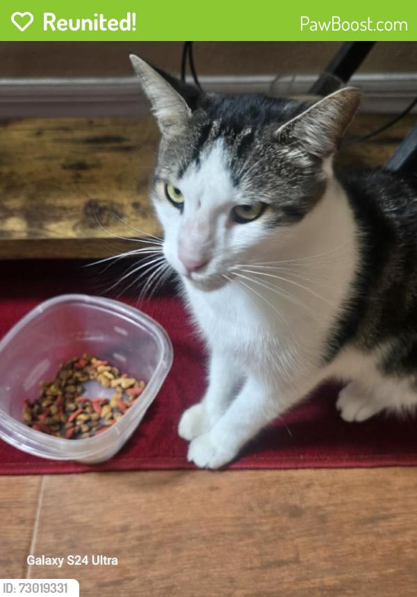 Reunited Male Cat last seen Horseshoe Trail Dr, Oakleaf Plantation, FL 32065, USA, Oakleaf Plantation, FL 32065