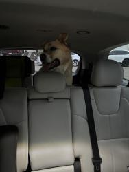 Found/Stray Male Dog last seen Heron Court and Hill view, Rohnert Park, CA 94928