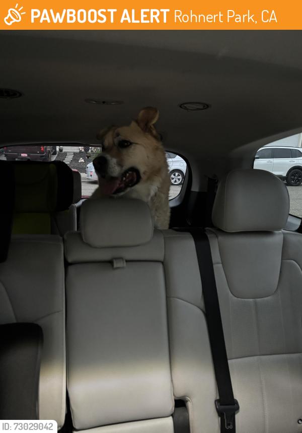 Found/Stray Male Dog last seen Heron Court and Hill view, Rohnert Park, CA 94928