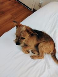 Lost Male Dog last seen Monterey road, San Jose, CA 95121