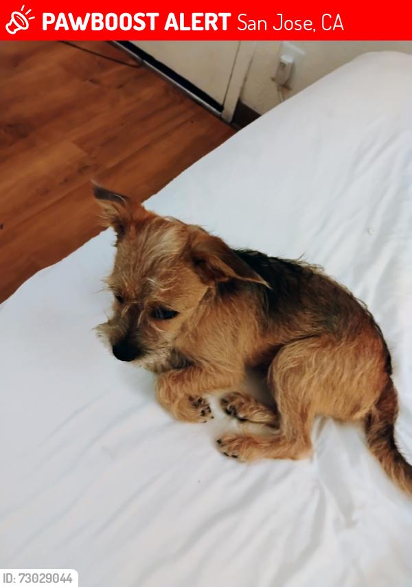 Lost Male Dog last seen Monterey road, San Jose, CA 95121