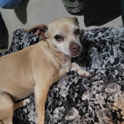 Reunited Female Dog last seen 11th and rose, Long Beach, CA 90804