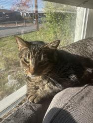 Lost Female Cat last seen 67th St and Tower, La Mesa, CA 91942