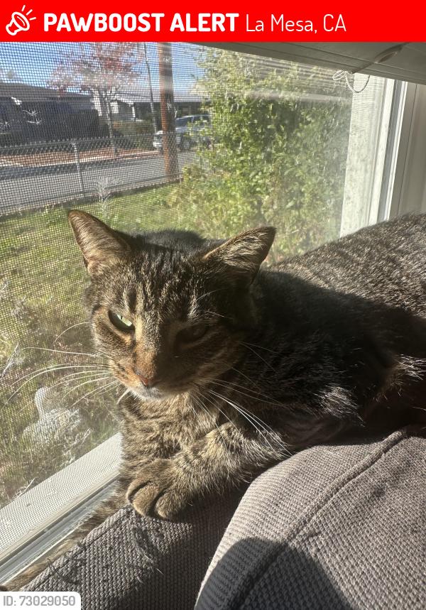 Lost Female Cat last seen 67th St and Tower, La Mesa, CA 91942