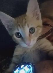 Lost Male Cat last seen Country club apmts, Tucson, AZ 85716