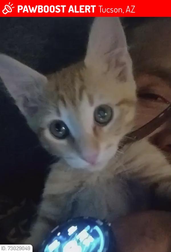 Lost Male Cat last seen Country club apmts, Tucson, AZ 85716