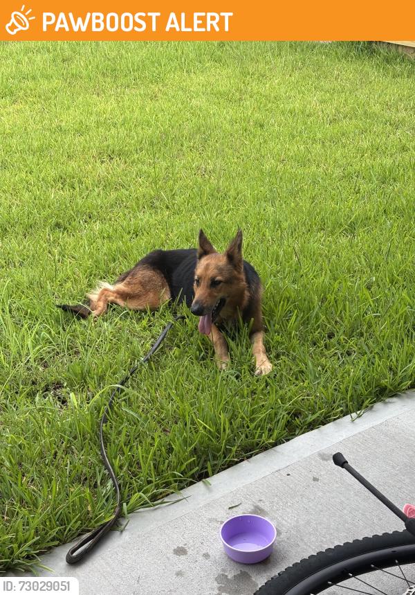 Found/Stray Female Dog last seen Tamarron Parkway & River Harvest Road, Fort Bend County, TX 77494
