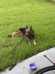 Found/Stray Female Dog last seen Tamarron Parkway & River Harvest Road, Fort Bend County, TX 77494