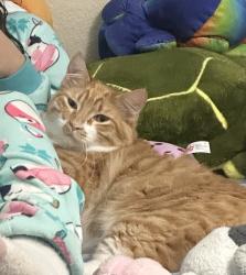Lost Male Cat last seen Idlewild park, Reno, NV 89509