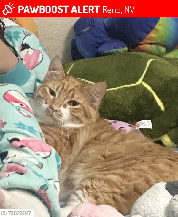 Lost Male Cat last seen Idlewild park, Reno, NV 89509