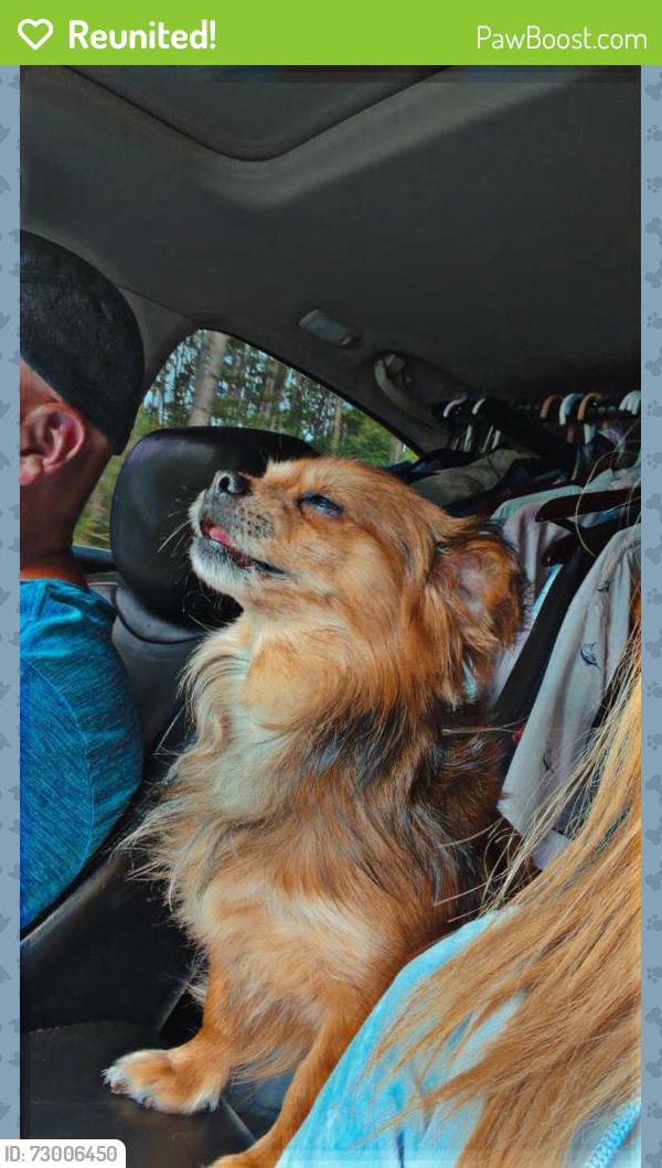 Reunited Male Dog last seen Near Margaritaville Way, Bossier City, LA 71111, USA, Bossier City, LA 71111