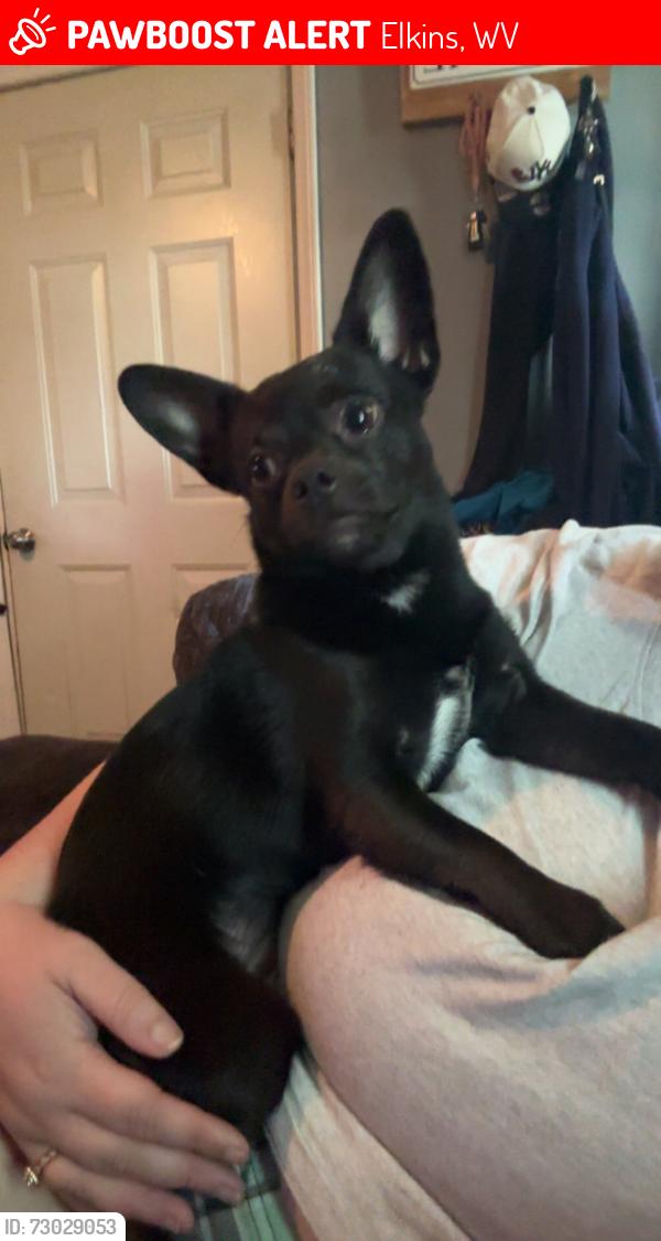 Lost Male Dog last seen Wic office, Elkins, WV 26241
