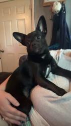 Lost Male Dog last seen Wic office, Elkins, WV 26241
