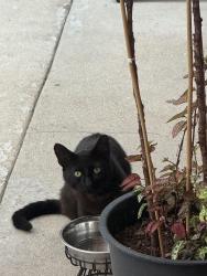 Found/Stray Unknown Cat last seen Shenandoah Ave , Pico Rivera, CA 90660