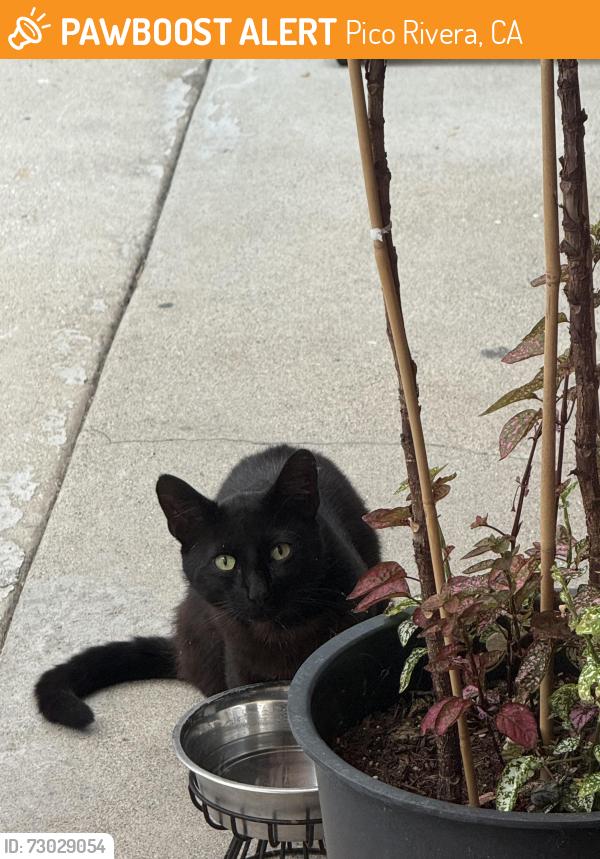 Found/Stray Unknown Cat last seen Shenandoah Ave , Pico Rivera, CA 90660