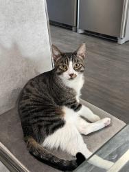 Lost Male Cat last seen Near queen street north, Thorold, ON L2V 2P7