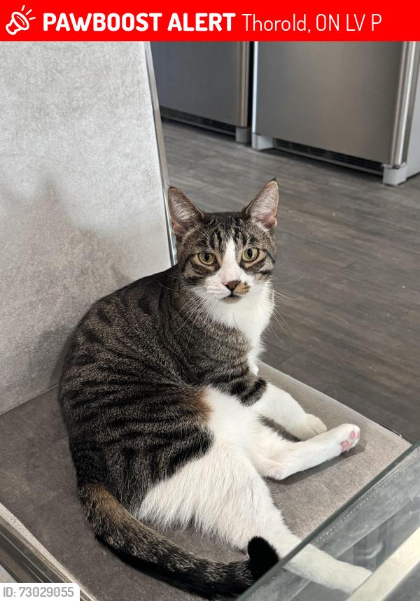Lost Male Cat last seen Near queen street north, Thorold, ON L2V 2P7