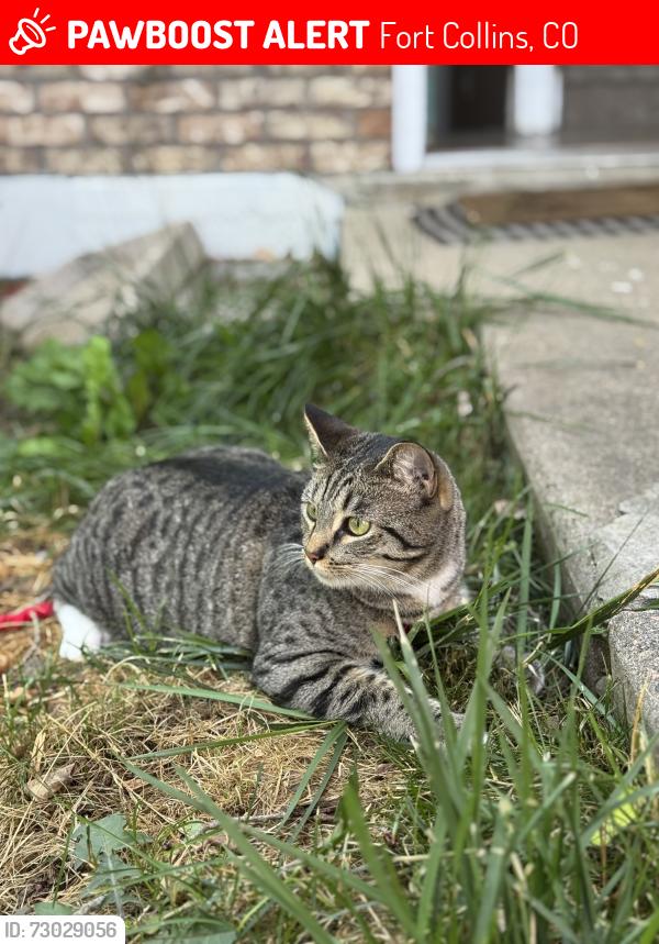 Lost Female Cat last seen Waterglen Fort Collins , Fort Collins, CO 80524