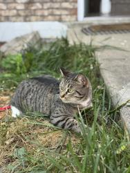 Lost Female Cat last seen Waterglen Fort Collins , Fort Collins, CO 80524