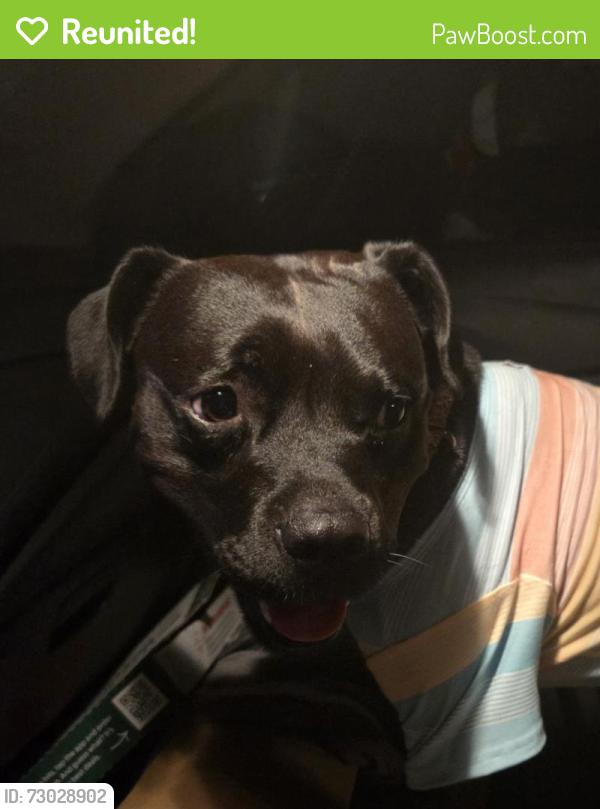 Reunited Male Dog last seen Old Hickory Grove Rd, Mount Holly, NC 28120