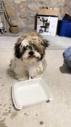 Found/Stray Female Dog last seen Function Ct street, El Paso County, TX 79938