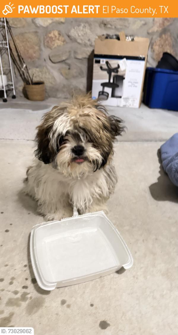 Found/Stray Female Dog last seen Function Ct street, El Paso County, TX 79938