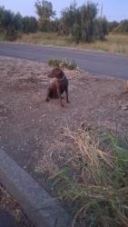 Found/Stray Female Dog last seen Rest area exit 631, Corning, CA 96021