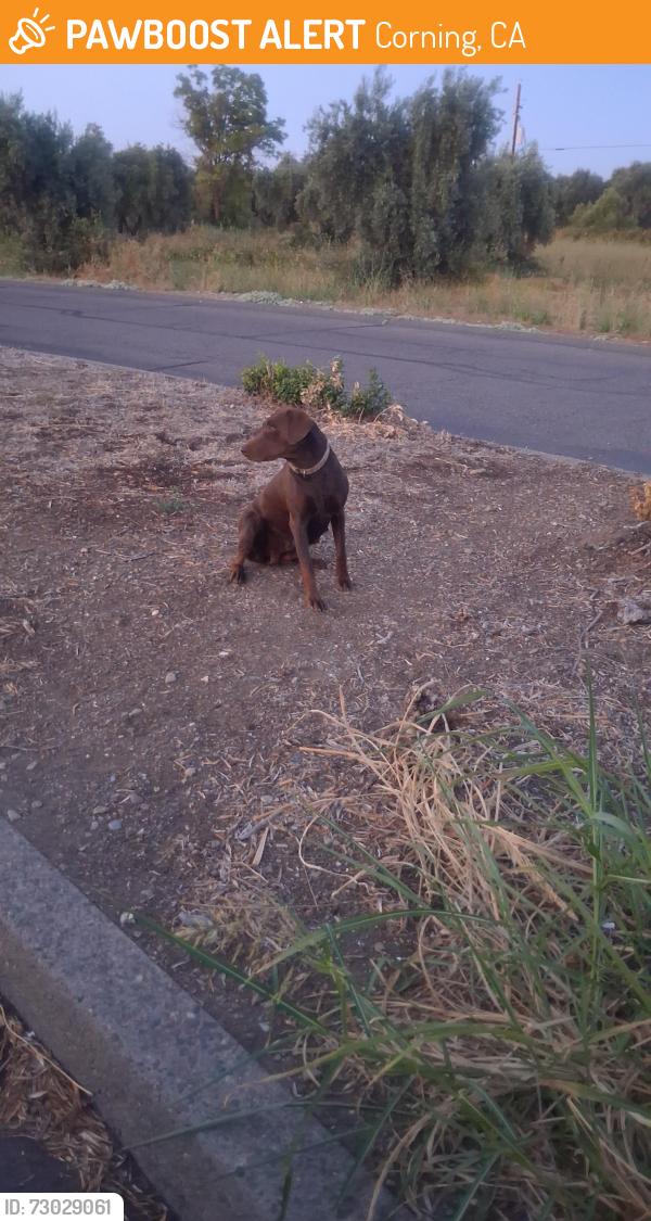 Found/Stray Female Dog last seen Rest area exit 631, Corning, CA 96021
