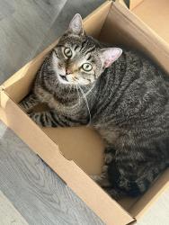 Lost Male Cat last seen Gelbert pinafore, Los Angeles, CA 90008