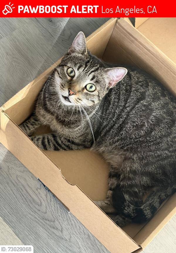 Lost Male Cat last seen Gelbert pinafore, Los Angeles, CA 90008