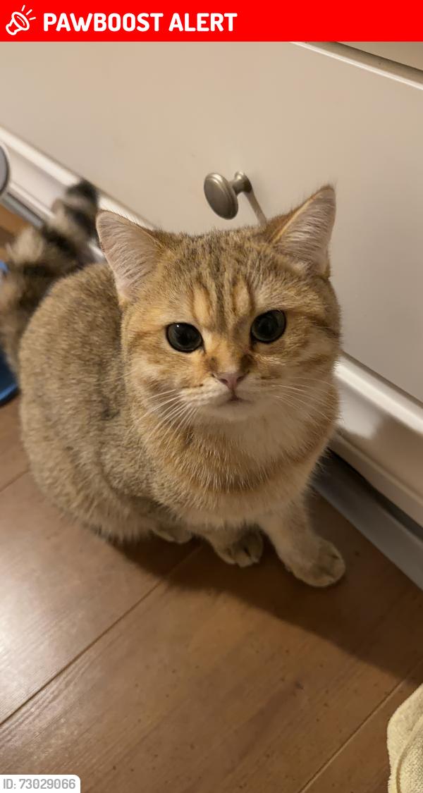 Lost Male Cat last seen Kingston Road , Greater London, England KT3 5AA