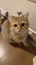 Lost Male Cat last seen Kingston Road , Greater London, England KT3 5AA
