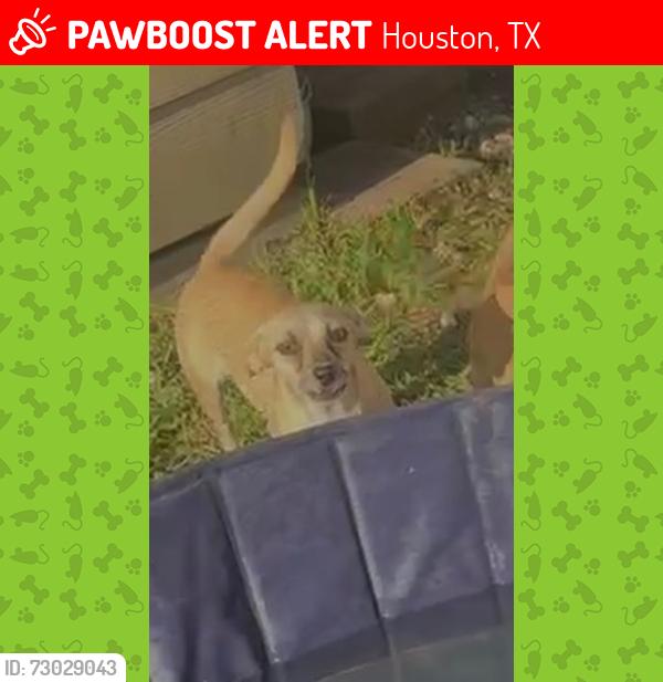 Lost Female Dog last seen Little York st , Houston, TX 77076