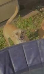 Lost Female Dog last seen Little York st , Houston, TX 77076