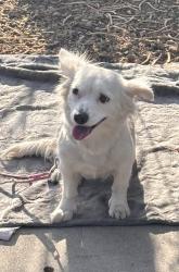 Reunited Female Dog last seen Near freeway southbound , Scottsdale, AZ 85251