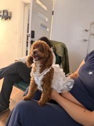 Reunited Female Dog last seen Third st , Dayton, OH 45402