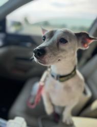 Lost Female Dog last seen Butler Warren Rd Tylersville Rd, Mason, OH 45040